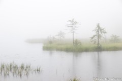 See im Nebel