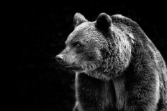 baer