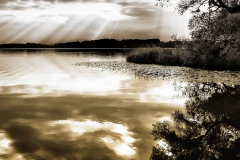 simssee
