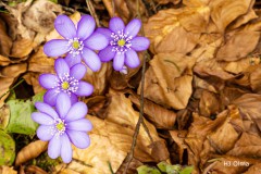 Leberblümchen auf Waldboden