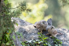 Turmfalken auf Mauer