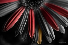 Stefan_Gerbera_Colorkey