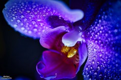 Stefan_OrchideenComposing