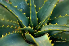 Johannes_Schmieg_Agave_BZ2A3513-21S