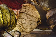 Johannes_Schmieg_Physalis_BZ2A7781-91S