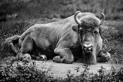 Johannes_Schmieg_Wisent_Z2A6117sw