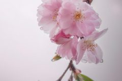 Johnes_Schmieg_Japanische_Kirsche_IMG_3166cc2