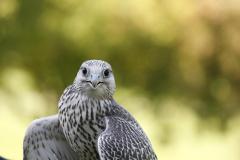 05_Falke