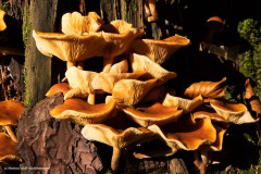 Pilze