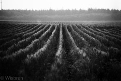 Maisfeld (Ilford Delta 400)