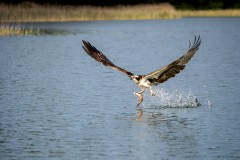 Fischadler am Breiten Luzin