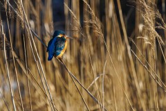 Eisvogel