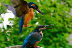 Achtung, ich komme...