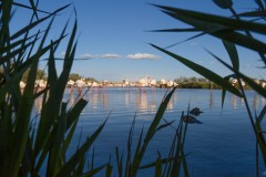 Flamingos im Etang