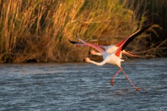 Rasende Flamingos