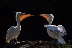 Herr Doktor Klöbner! Also lassen Sie die Ente in Gottes Namen herein.