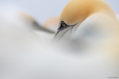 Samtweicher Basstölpel