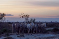 Sonnenuntergang mit Camargue-Pferden