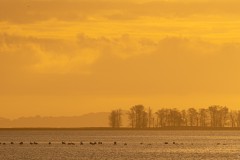 Bodden-Schwäne