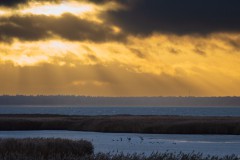 Kraniche am Bodstedter Bodden