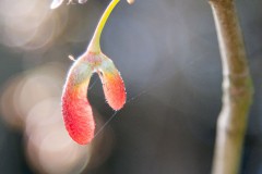 Reinhard_Neumann_Seed