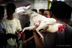 Cockfighting on Bali