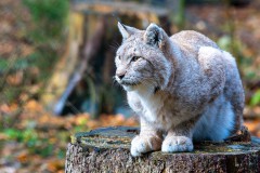 Luchs