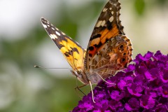 Schmetterling