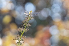 Libelle