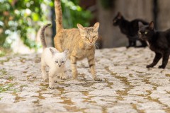 Meine Lieblingskatze ganz mutig