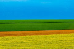Bunte Felder