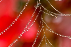 Ulrike_Hohnheiser__-3