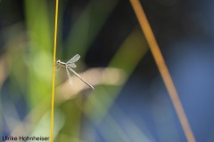 Libelle