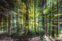 Rainer Hergenröther - Sonnenstrahlen im Wald