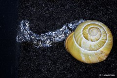 Harald Mayerthaler - Schleimspur