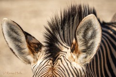 Tierportrait