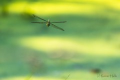 Tierportrait
