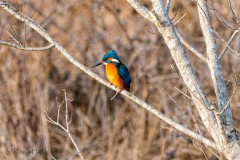 Tierportrait