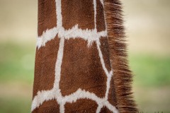 Tierportrait
