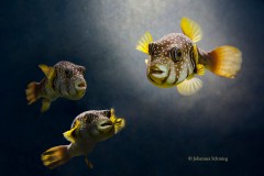 Johannes_Schmieg_Liederabend_QW2016