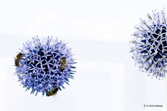 Planet Blume