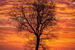 Carsten_Heinelt_Morgennebel_28klein29