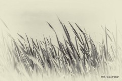 Rainer_-Hergenroether_Schilf