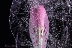 Johannes_Schmieg_Eisblume_QW2018