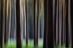 Zauberwald