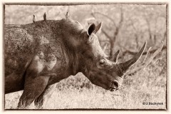 Dr__Juergen_Bochynek_Nashorn_