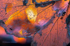 Johannes_Schmieg_Blattskelett_OB2019e50