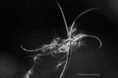 Johannes_Schmieg_Weidenroeschen__QW2019-3e50