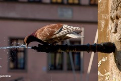Rainer_-Hergenroether_Durst
