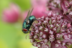 Fliegen Parcours